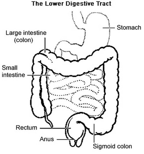 A closer look at the lower gastrointestinal tract.photo