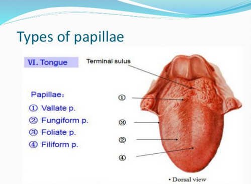 The different papillae of the tongue.photo