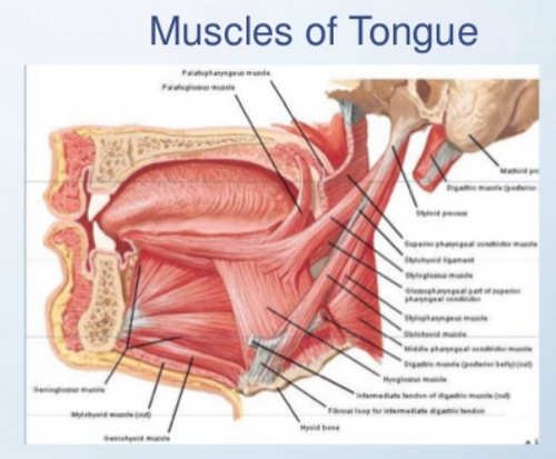 The muscles of the tongue.image