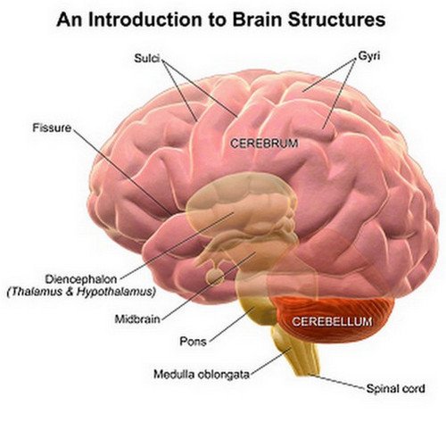 An image showing the normal structure of the brain picture
