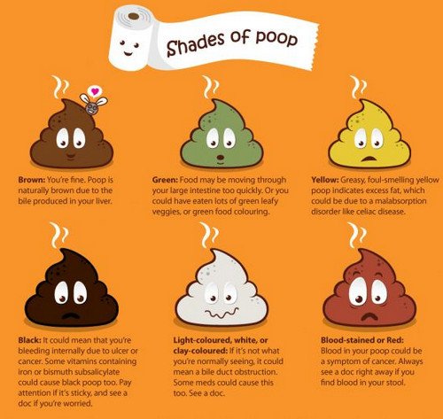 Different shades of poop and their health implications.photo