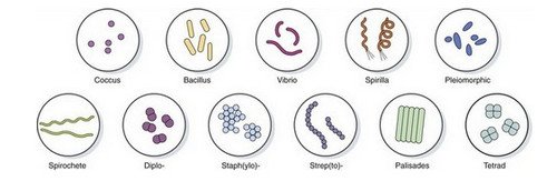 Shapes and arrangement of bacteria.photo