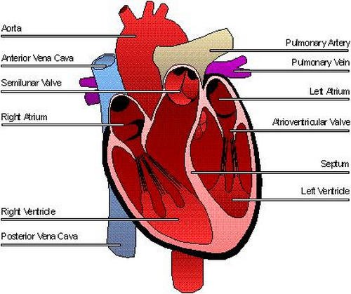 The anatomical presentation of the human heart image photo picture